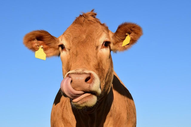 Choosing dairy alternatives can help to reduce carbon emissions and animal cruelty. 