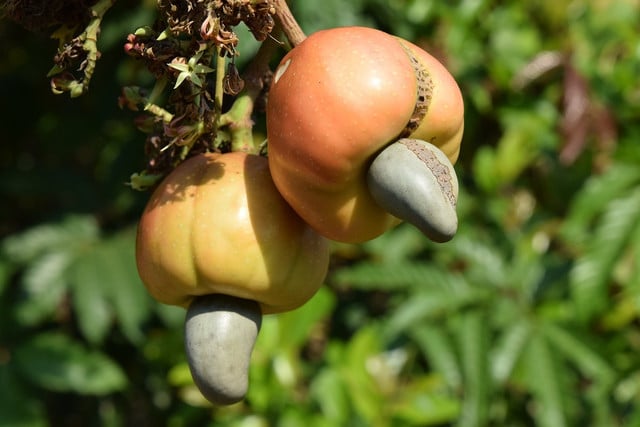 consider-where-your-cashews-come-from-before-you-b-cc0-pixabay-suhasrawool-211115_download Consider where your cashews come from before you buy.