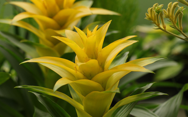bromeliad-pb-Marjon-Besteman-090721-1280x800-1 plants safe for cats
