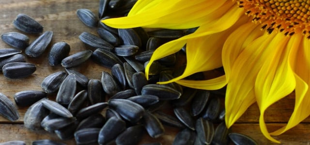 how to harvest sunflower seeds