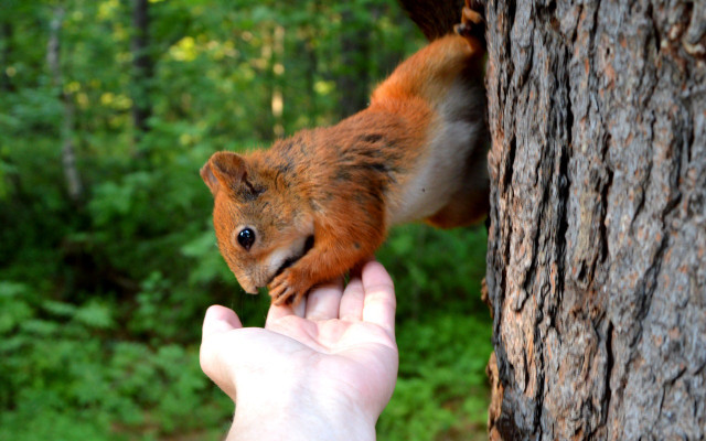 squirrel-food-e-pixabay-100221-1280x800-1 squirrel food