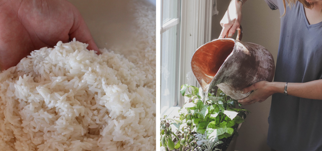 rice water for plants