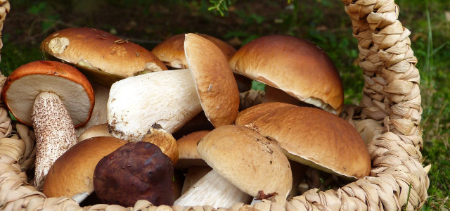 Can you eat mushroom stems