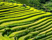 terraced farming