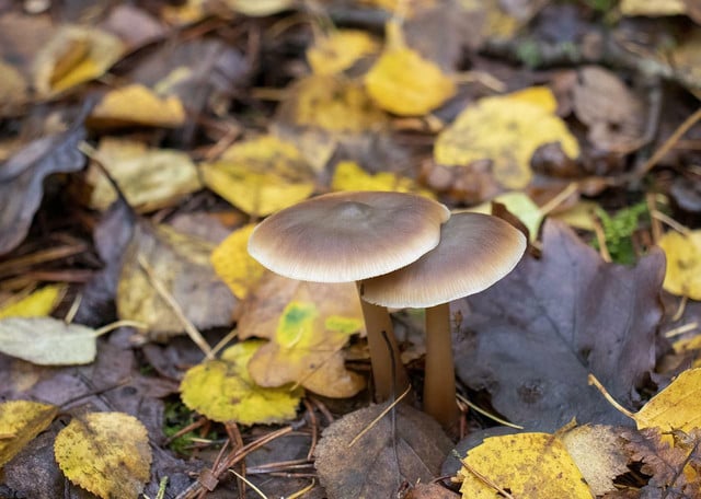 researchers-are-hoping-to-develop-plastic-eating-m-cc0-pixabay-illuvis-220709_download Researchers are hoping to develop plastic eating mushroom power.