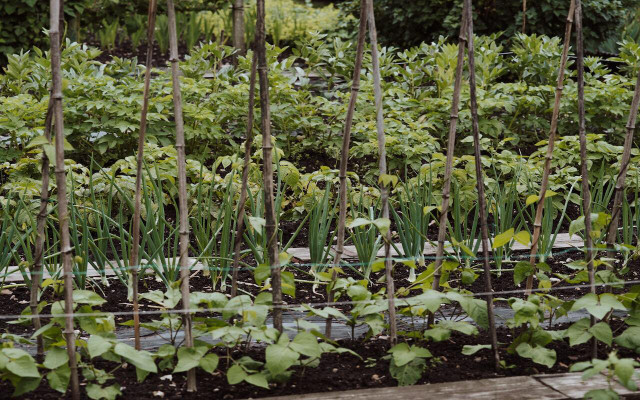 crops-grown-depend-on-location-climate-and-local-cc0-public-domain-unsplash-annie-spratt-230223_download Crops grown depend on location, climate, and local food traditions.