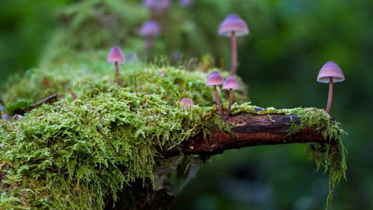 How to preserve moss.