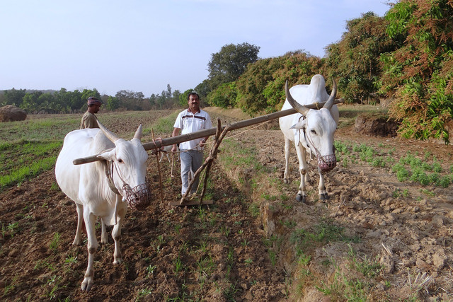 what-is-subsistence-farming-for-those-who-rely-on-cc0-pixabay-sarangib-230220_download What is subsistence farming for those who rely on it?