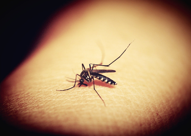 mosquitoes-can-be-very-dangerous-for-humans-and-an-cc0-pixabay-41330-230529_download They can be dangerous, but what purpose do mosquitoes serve?