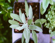 kitchen-herb-garden-us-matt-montgomery-190322-1280x720 kitchen herb garden