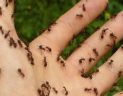 natural ant repellent