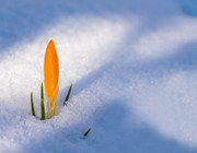flowers to plant in march