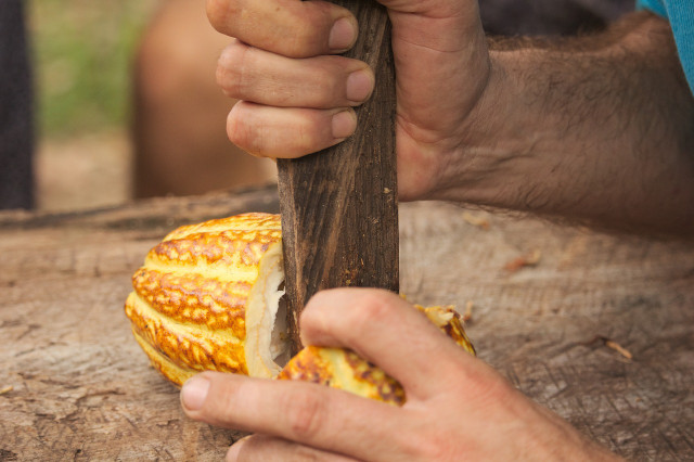 cacao-has-a-long-and-complex-history-cc0-pixabay-gnr588-230325_download Cacao has a long and complex history.