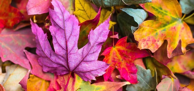 pressing leaves