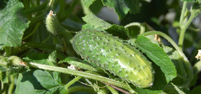 cucumber companion plants