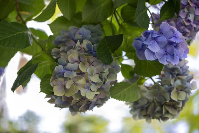 you-can-save-your-overwatered-hydrangea-with-these-cc0-pixabay-stanbalik-220429_download You can save your overwatered hydrangea with these simple steps.