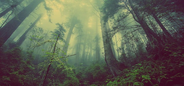 Misty Forest