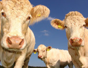 farm animal rescue.