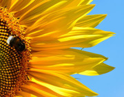 are bumble bees dangerous