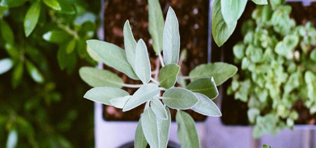 kitchen herb garden