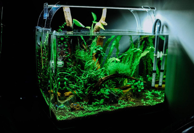 the-aquarium-trade-has-fueled-the-arrival-of-invas-cc0-unsplash-huy-phan-221221_download The aquarium trade has fueled the arrival of invasive aquatic species in the US.
