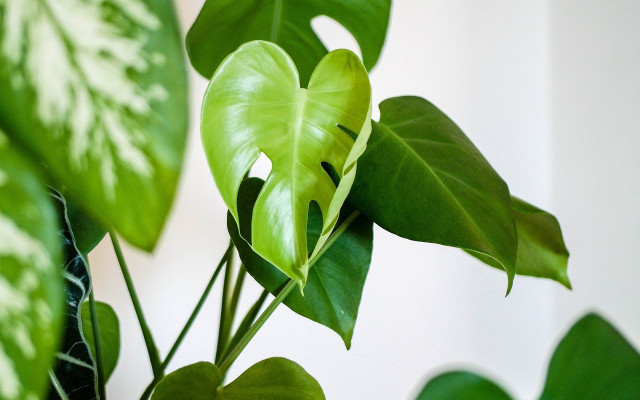 Monstera leaves Monstera leaves