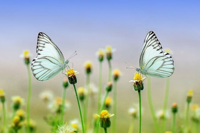 leps-by-fieldguide-identifies-all-species-of-butte-cc0-pixabay-roverhate-220322_download Leps by Fieldguide identifies all species of butterflies and moths.