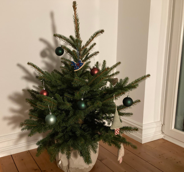by-taking-good-care-of-your-tree-over-the-holidays-utopia-sharon-hodge-211129_download By taking good care of your tree over the holidays, you give it a chance to be replanted and grow old. To improve its chance of survival, you shouldn't keep it inside your home much longer than three weeks.