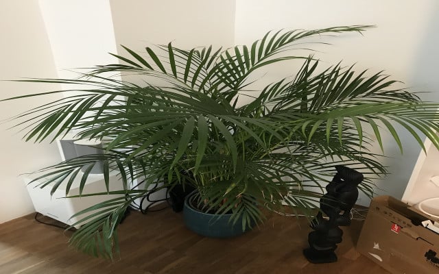 parlor-palm-kstankiewicz-090721-1280x800-1 non toxic houseplants