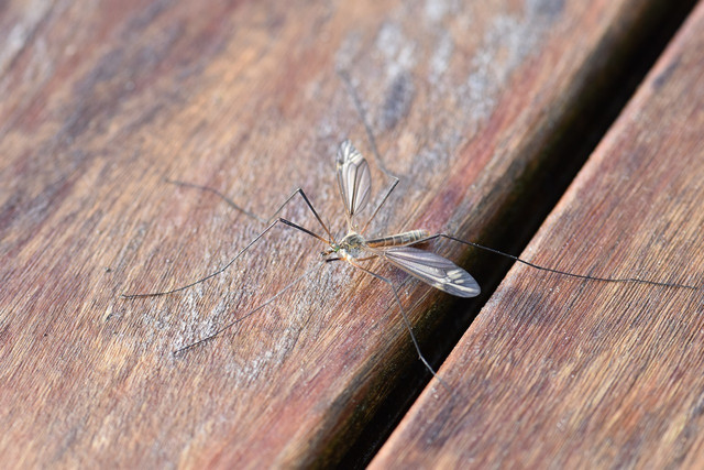 you-can-ward-off-mosquitoes-with-lavender-plants-cc0-pixabay-pitsch-230224_download You can ward off mosquitoes with lavender plants.