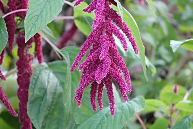 amaranth-could-be-a-potential-alternative-to-shark-cc0-pixabay-manfredrichter-230115_download Amaranth could be a potential alternative to shark squalene.