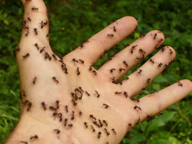 fire-ants-can-become-a-nuisance-but-natural-repel-cc0-pixabay-hans-220424_download Fire ants can become a nuisance, but natural repellents will keep them at bay.