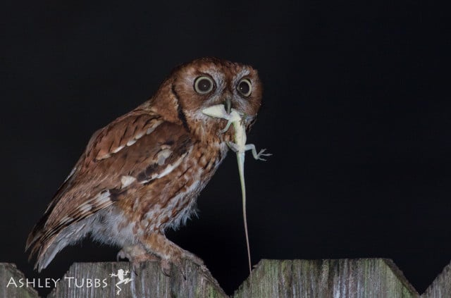 the-eastern-screech-owl-is-a-bird-that-sings-at-ni-cc-by-nd-20-openverse-ashleytisme-230530_download The eastern screech-owl is a bird that sings at night, but also hunts at night.