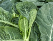 how to cook collard greens