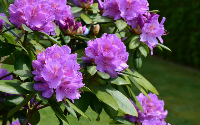 rhododendron-pb-ritae-190521-1280x800-1 plants for endangered bees