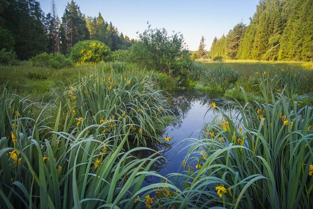 Native gardening involves adding native plants to your landscaping.