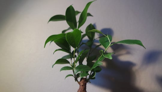 Overwatered money tree